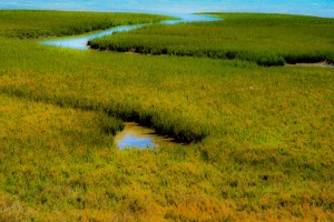 color_naturaleza_esteros_14