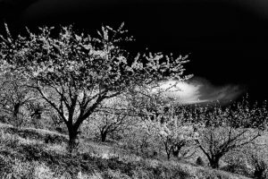bn_naturaleza_arboles_09
