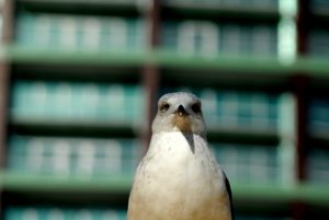 color_elmar_gaviotas_06