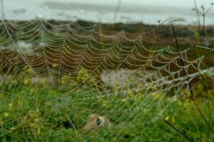 color_naturaleza_telaranas_06